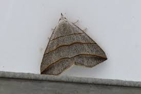 Attēlu rezultāti vaicājumam “Colobochyla salicalis”