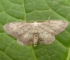 Attēlu rezultāti vaicājumam “Geometridae”