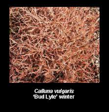 Attēlu rezultāti vaicājumam “Calluna vulgaris bud”