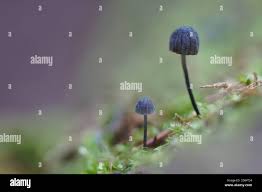 Attēlu rezultāti vaicājumam “Mycena pseudocorticola”