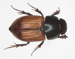 Attēlu rezultāti vaicājumam “Aphodius subterraneus”