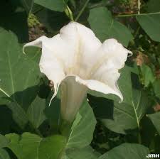Image result for Datura stramonium