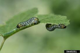 Attēlu rezultāti vaicājumam “Nematus ribesii larva”