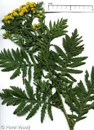 Image result for Tanacetum vulgare