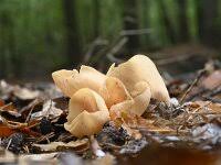 Attēlu rezultāti vaicājumam “Otidea onotica”