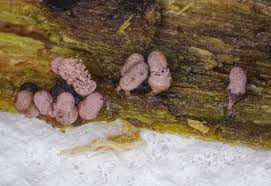 Attēlu rezultāti vaicājumam “Arcyria incarnata”