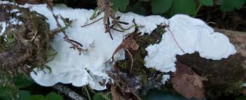 Attēlu rezultāti vaicājumam “Skeletocutis nivea”