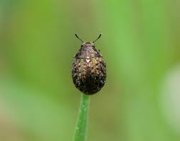 Attēlu rezultāti vaicājumam “Cytilus sericeus”