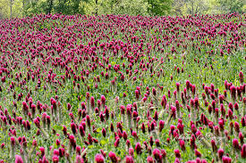 Image result for Trifolium incarnatum