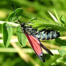 Attēlu rezultāti vaicājumam “Zygaena viciae”