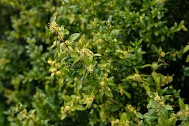Attēlu rezultāti vaicājumam “Buxus sempervirens flower”