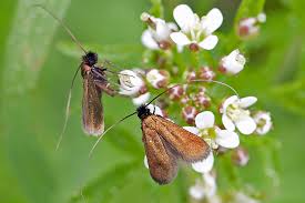 Attēlu rezultāti vaicājumam “Cauchas rufimitrella”