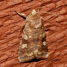 Attēlu rezultāti vaicājumam “Diarsia florida”