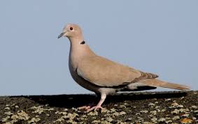 Attēlu rezultāti vaicājumam “Streptopelia decaocto adult”