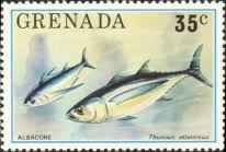 Image result for Thunnus atlanticus