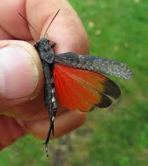 Attēlu rezultāti vaicājumam “Psophus stridulus”