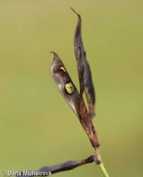 Attēlu rezultāti vaicājumam “Lathyrus pratensis fruit”