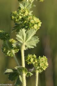 Attēlu rezultāti vaicājumam “Alchemilla subcrenata  flower”