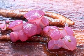 Attēlu rezultāti vaicājumam “Ascocoryne sarcoides”