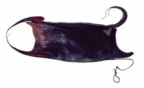 Image result for Rostroraja eglanteria