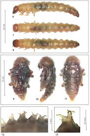 Attēlu rezultāti vaicājumam “Bolitophagus reticulatus”