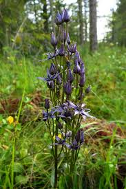 Attēlu rezultāti vaicājumam “Swertia perennis leaf”