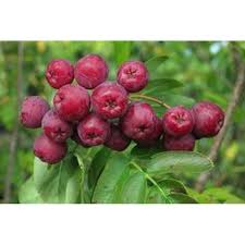 Attēlu rezultāti vaicājumam “x Sorbaronia fallax”