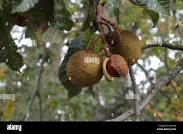 Attēlu rezultāti vaicājumam “Aesculus x hybrida fruit”