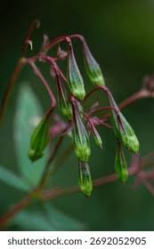 Attēlu rezultāti vaicājumam “Impatiens glandulifera fruit”