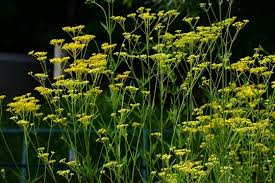 Attēlu rezultāti vaicājumam “Valerianaceae”