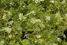 Attēlu rezultāti vaicājumam “Berula erecta leaf”