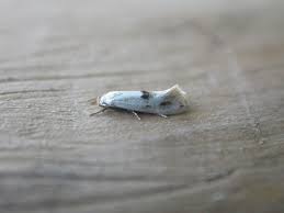 Attēlu rezultāti vaicājumam “Elachista maculicerusella”