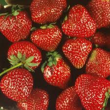 Attēlu rezultāti vaicājumam “Fragaria x ananassa fruit”