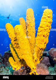Attēlu rezultāti vaicājumam “Tubifera applanata”