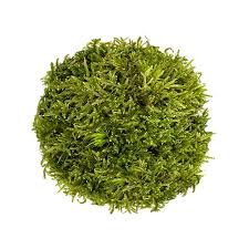 Attēlu rezultāti vaicājumam “Hypnum”