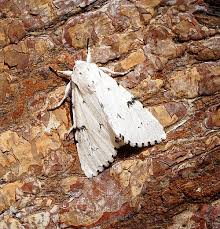 Attēlu rezultāti vaicājumam “Acronicta leporina”