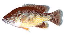 Image result for Lepomis cyanellus