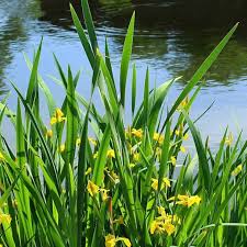 Attēlu rezultāti vaicājumam “Iris pseudacorus leaf”