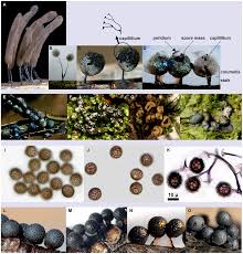 Attēlu rezultāti vaicājumam “Colloderma oculatum macro”
