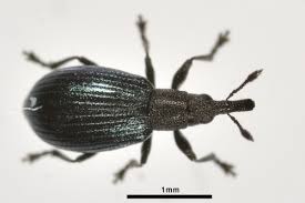 Attēlu rezultāti vaicājumam “Apionidae”