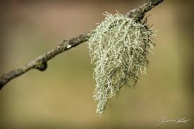 Attēlu rezultāti vaicājumam “Usnea hirta”