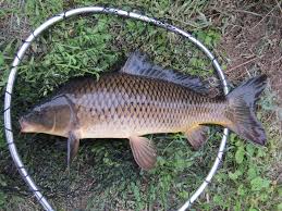 Image result for Cyprinus carpio