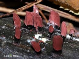 Attēlu rezultāti vaicājumam “Stemonitis fusca”
