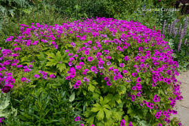 Image result for Storchschnäbel