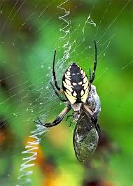 Attēlu rezultāti vaicājumam “Araneidae”