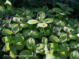 Attēlu rezultāti vaicājumam “Paris quadrifolia leaf”