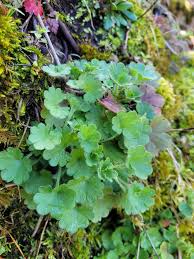 Attēlu rezultāti vaicājumam “Saxifraga granulata leaf”