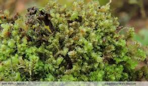 Attēlu rezultāti vaicājumam “Lophozia ascendens”