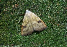 Attēlu rezultāti vaicājumam “Rivula sericealis”