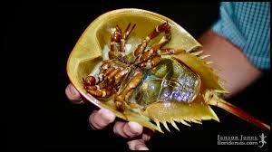 Image result for Limulus polyphemus